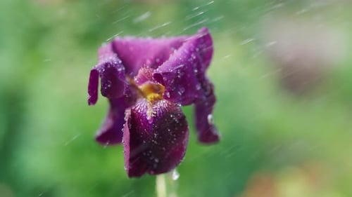 Purple Iris Flower Covered With Rain Drops During Rainfall in Blooming Spring Garden