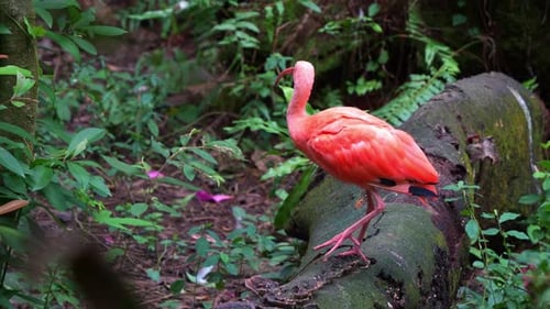 El ibis escarlata, eudocimus ruber con un plumaje vibrante, deambulando por el entorno forestal, spre
