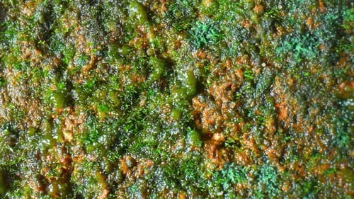 A close-up view of green organic matter growing on a brick.