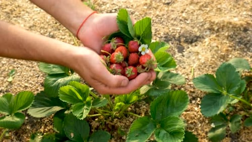 Strawberry Harvest in Hands in the Garden Selective Focus