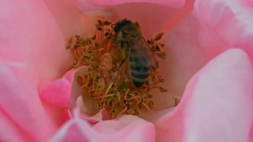 Honeybee Working Diligently Inside Pink Flower