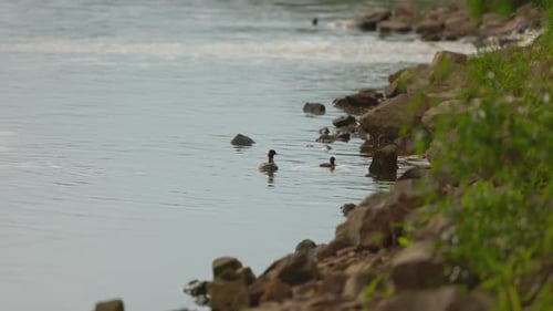 Ducks Swimming Together in Calm River Water