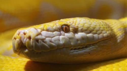 Gros plan détaillé de la tête d'un python albinos présentant des écailles jaunes complexes et un orange envoûtant