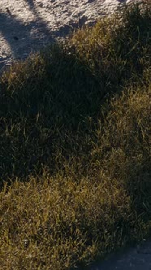 Sphere on Grass Grass 3d Loop Animation