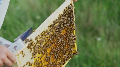 The beekeeper examines bees in honeycombs. Hands of the beekeeper. The bee is close-up.