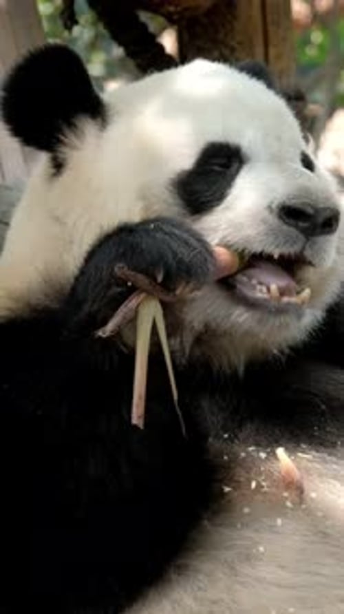 Gentle Panda Eats Bamboo in Peaceful Habitat