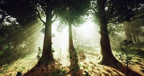 Sunlight Filtering Through Trees in a Serene Forest Setting