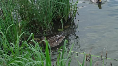 Duck and drake swim in the pond looking for food. Duck pond with water birds. Flock of ducks