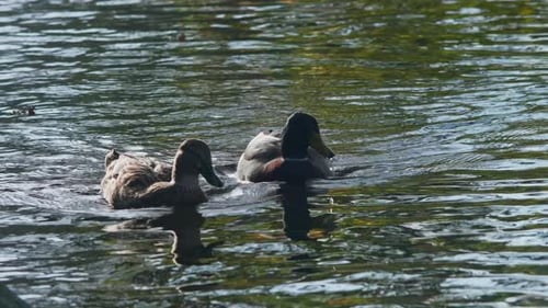 A pair of ducks swim together in a canal, drinking water and searching for food. 50fps