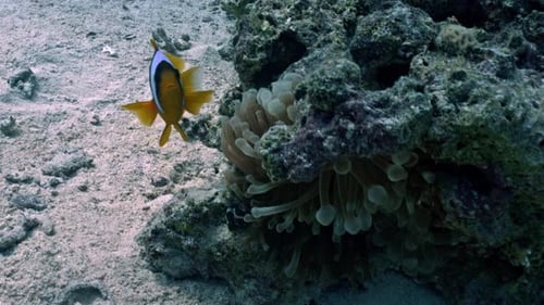 Red Sea Anemonefish (Clownfish) Guarding its Host Anemone