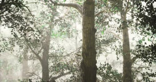Explore Misty Forest with Towering Trees and Vibrant Green Foliage