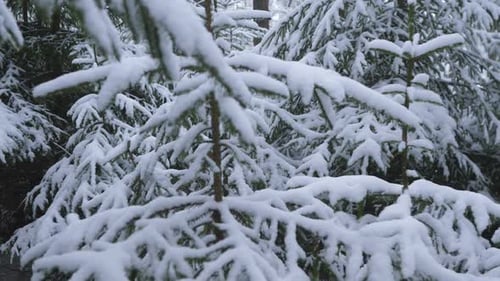 Ein Winterwald aus dichter Fichte