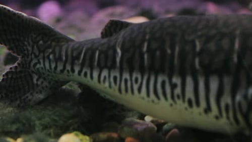 Spotted sorubim (Pintado) catfish: PAN close shot showing its whole body