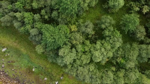 Drone's View Of Mountain Trees And Algae-Covered Lake