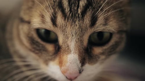 Cute Tabby Cat Close Up Funny Feline Muzzle with Whiskers