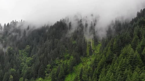 Foggy mountain forest in Himalaya