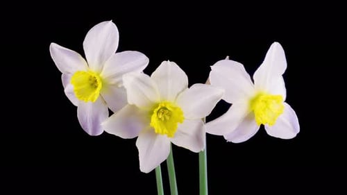 Daffodils Blooming in Time-Lapse on Black Background