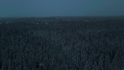 Flying over a dark ominous forest in Lapland wilderness woodlands. Spruce, fir, birch and pine are c