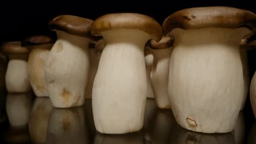 Dolly Slider Moves Close-Up Through Row of King Oyster Mushrooms Standing Upright on Reflective