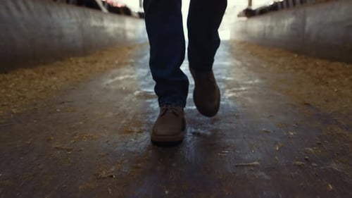 Boots Walking Through Cowshed With Hay