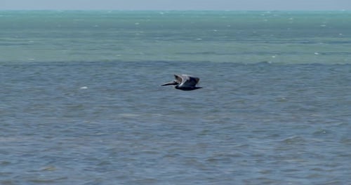Of Stork Flying Over Tropical Ocean Waves