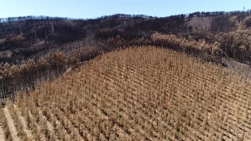 Aerial View of Burned forest and mountain