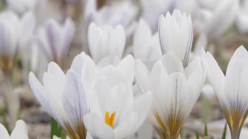 Crocuses with beautiful flowers multicolored. The most beautiful flowers of spring