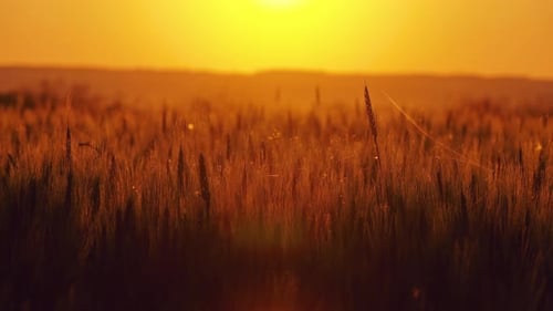 Spider and Cobweb on the Ears of Wheat at Sunset