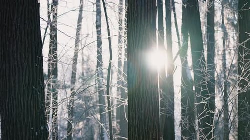 Sunlight Shining Through Snowy Winter Forest Canopy