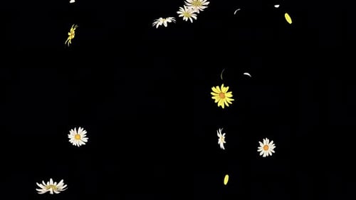 Daisy Slow Fall auf Alpha 4K.