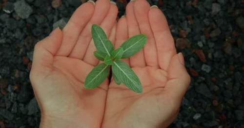 Earth Day Concept Human Hands Protect Carefully Hold Plant Planted in Barren Soil