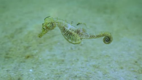 Close up of beautiful sandy seahorse swims over sand seabed