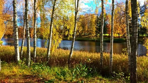 Autumn Trees and River Bank on Sunny Day
