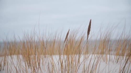 Wind at sea, close up onto grass