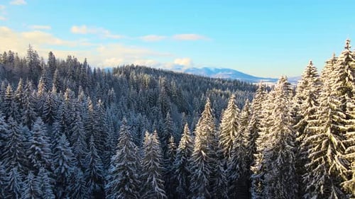 Aerial Winter Landscape with Spruse Trees of Snow Covered Forest in Cold Mountains