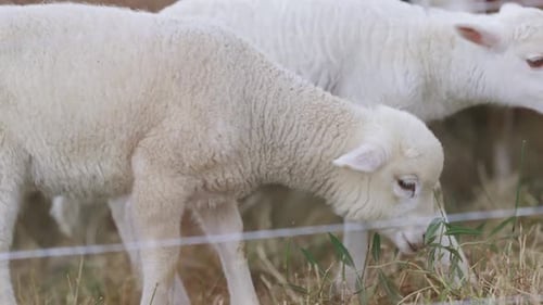 Two Baby Lambs Walk Through a Field of Grass