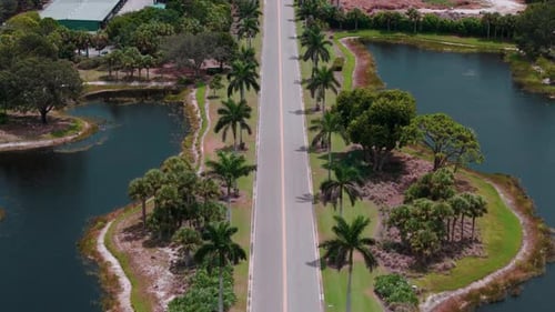 Wide Drone Shot of Flying Above Road Lined with Tall Palm Trees on Sunny Day