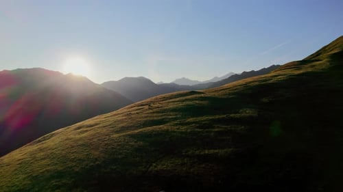 Herd of cows in a mountain meadow at sunset.