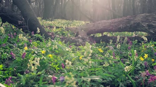 Forest First Flowers Spring Bloom