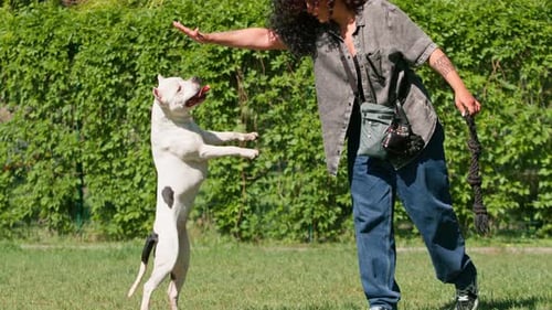 beautiful curly girl training a white pit bull dog with a rope in her hands love for animals