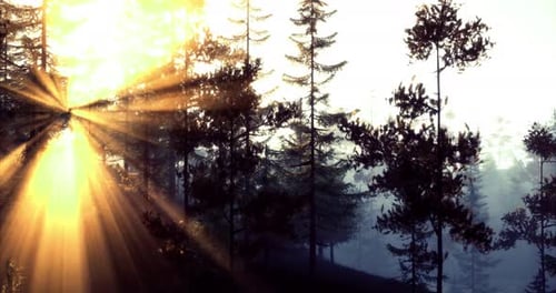 Sunlight Breaking Through the Trees in a Serene Forest During Early Morning
