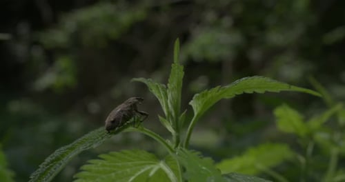 Brown bug sitting on green leaf, waving in strong forest breeze
