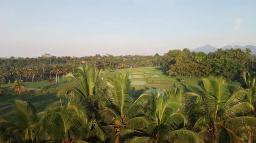 Scenic Aerial View of Rice Fields and Palms