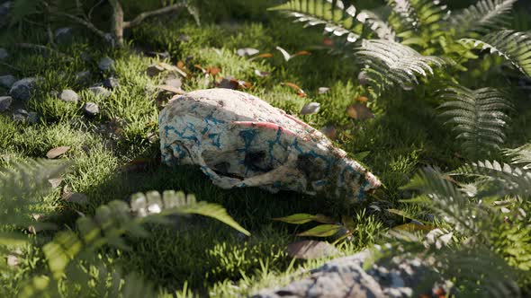 Animação 3D em loop do conceito de vida após a morte de um crânio de ...