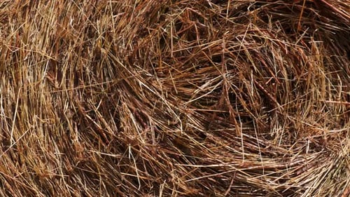 Close-Up of Round Hay Bale in Daylight