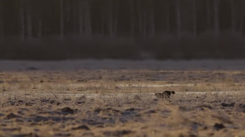 Black grouse lek in early morning