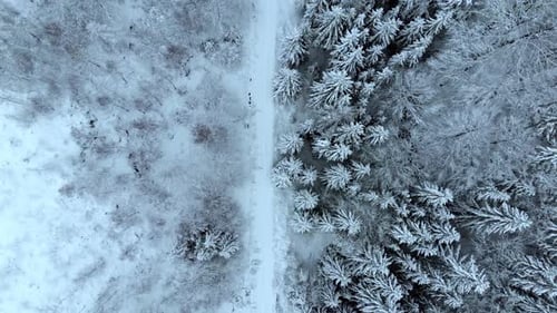 Aerial view overlooking a road, in middle of snow covered trees and snowy forest, on a dark, cloudy,