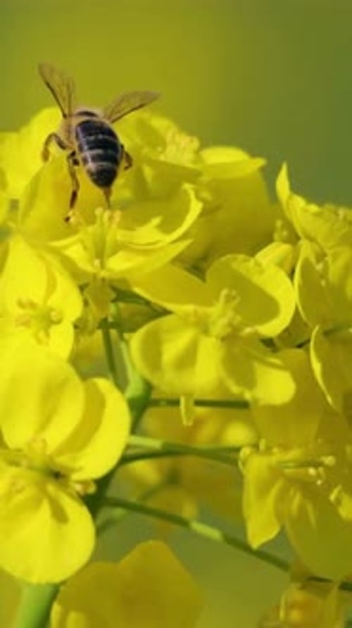 Vertical View Of Honey Bee Collecting Nectar