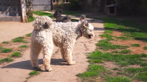 Purebred Pumi dogs looking around and running in a garden on a sunny day