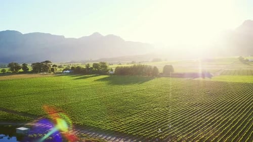 4k aerial drone footage o a wine farm during autumn